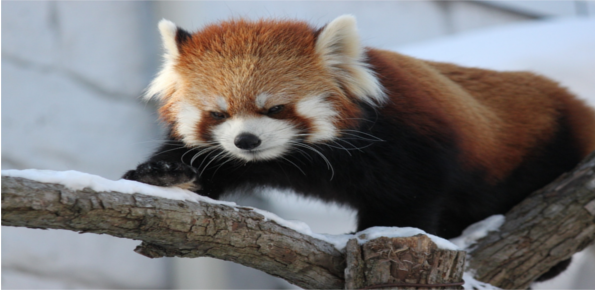 Sapporo Maruyama Zoo